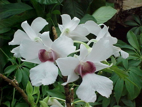 Dendrobium sanderae v major